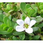 Brahmi (9)