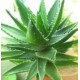 Aloe vera Aloe vera