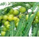 Amla, amalaki Amla, amalaki