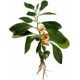 Ashwagandha Ashwagandha
